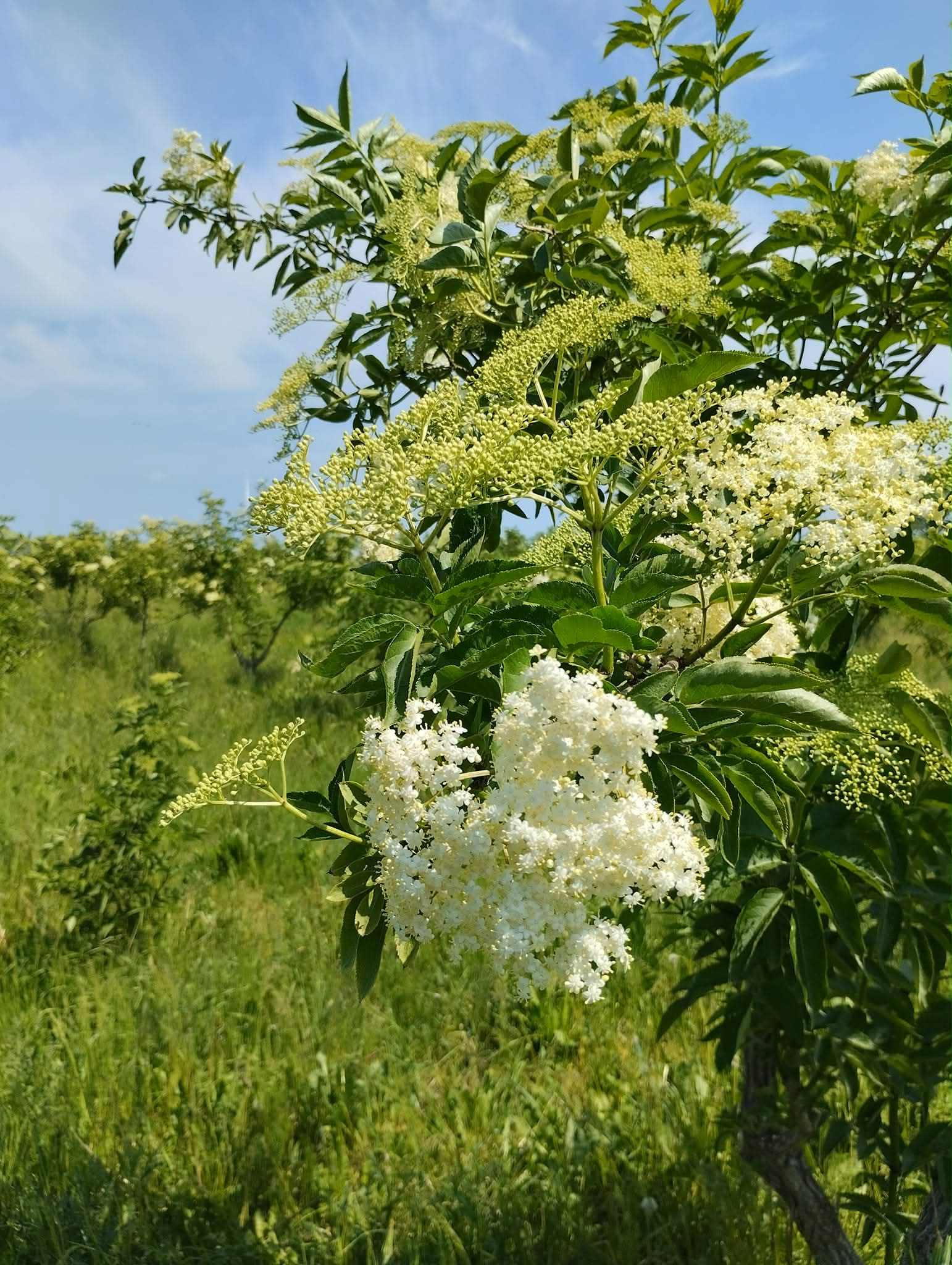 Syrop z kwiatu bzu czarnego - obrazek 2